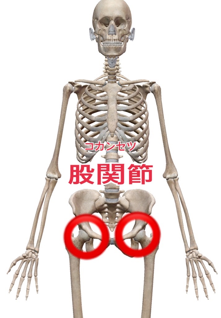 次に、骨盤と股関節<br>