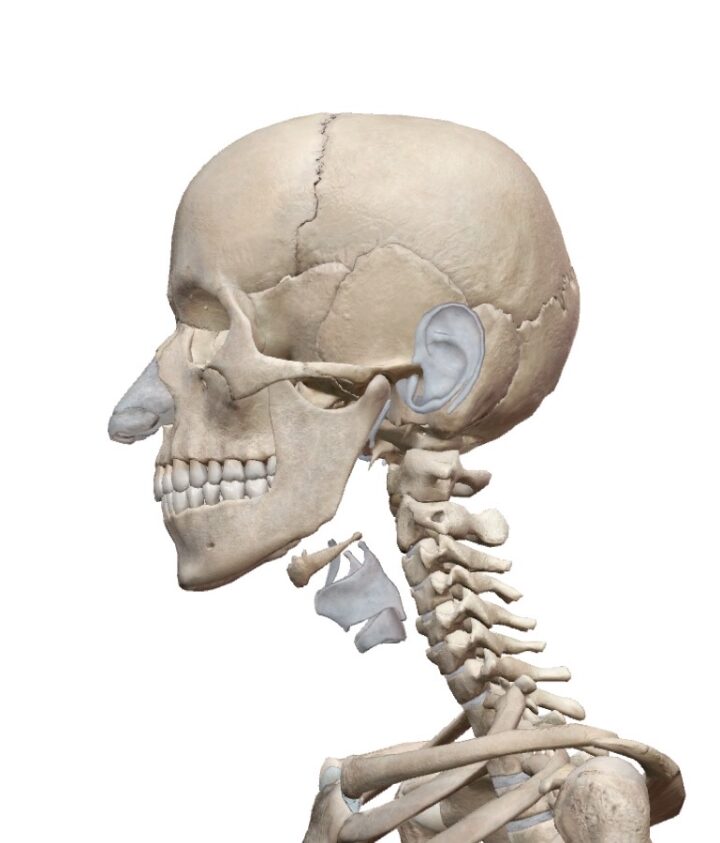 「食いしばり」してませんか?アゴをゆるめる楽々ストレッチの画像